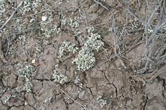 Xanthoparmelia chlorochroa