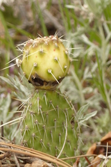 Opuntia polyacantha