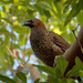 Scaled Chachalaca - Photo (c) Cláudio Dias Timm, some rights reserved (CC BY-NC-SA)