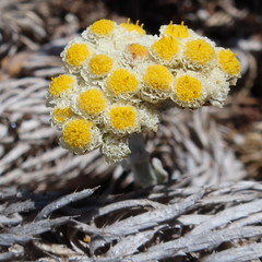 Helichrysum crispum