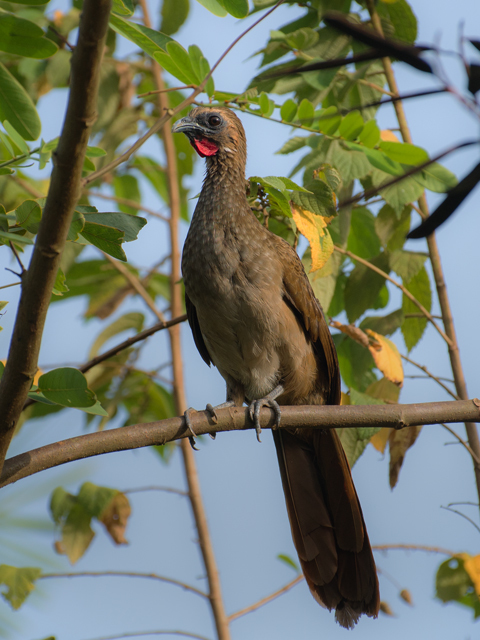 Buff-Browed Chachalaca