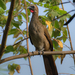 Buff-browed Chachalaca - Photo (c) Cláudio Dias Timm, some rights reserved (CC BY-NC-SA)