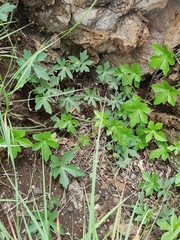 Trochomeria macrocarpa