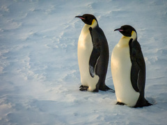 Aptenodytes forsteri