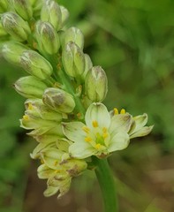 Eriospermum cooperi