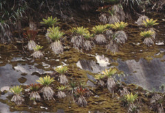 Tillandsia machupicchuensis