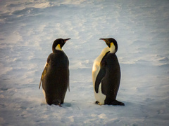 Aptenodytes forsteri