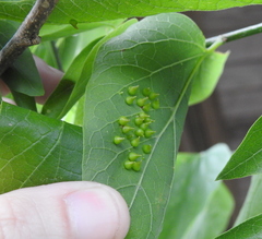 Celticecis spiniformis