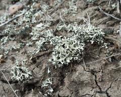 Xanthoparmelia chlorochroa