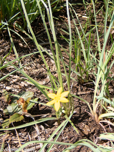 Small yellow star-flower (Hypoxis argentea)
