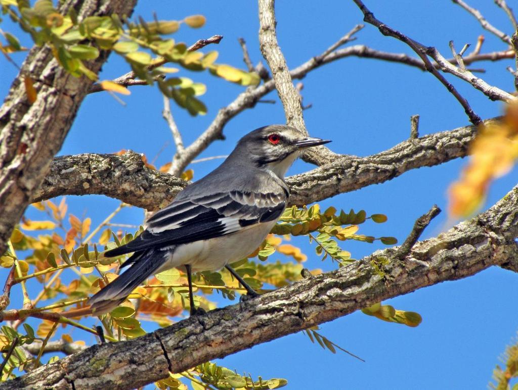 Grey Monjita (San Simon, Baures) · iNaturalist