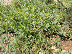Indigofera zeyheri