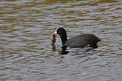 Fulica atra