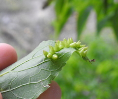 Celticecis spiniformis