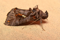 Plusiopalpa adrasta