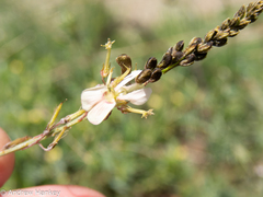 Indigofera zeyheri