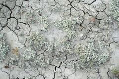 Xanthoparmelia chlorochroa