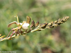 Indigofera zeyheri