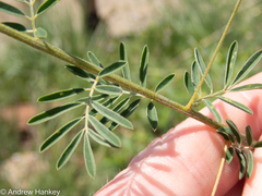 Indigofera zeyheri