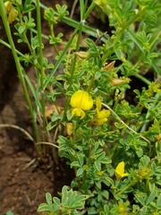 Crotalaria eremicola