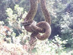 Ophryacus smaragdinus