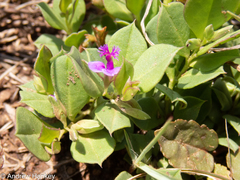 Polygala transvaalensis