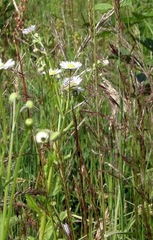 Erigeron strigosus strigosus