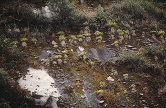 Tillandsia machupicchuensis