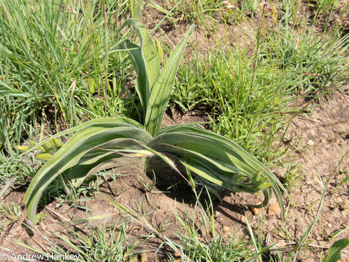 Hypoxis hemerocallidea (Hypoxis hemerocallidea)