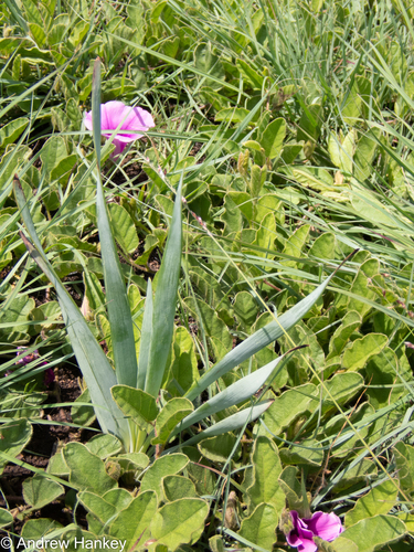 Bulbine narcissifolia