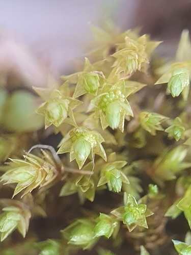 Image of Bicoloured Bryum (Bryum dichotomum) by no rights reserved
