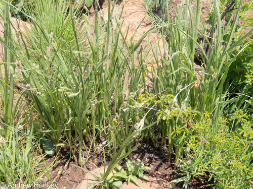 Hypoxis acuminata (Hypoxis acuminata)