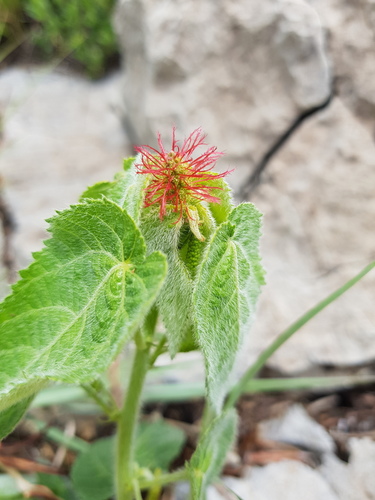 Hairy-stemmed Acalypha