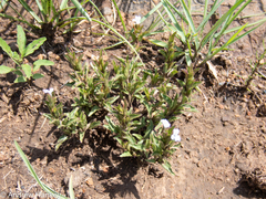 Dyschoriste costata