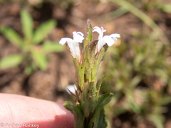 Dyschoriste costata