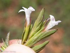 Dyschoriste costata