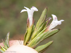 Dyschoriste costata