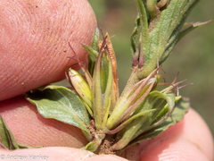 Dyschoriste costata