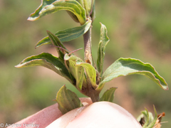 Dyschoriste costata