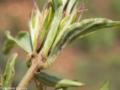 Dyschoriste costata