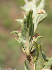 Dyschoriste costata