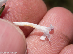 Dyschoriste costata