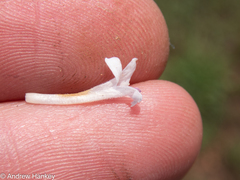Dyschoriste costata