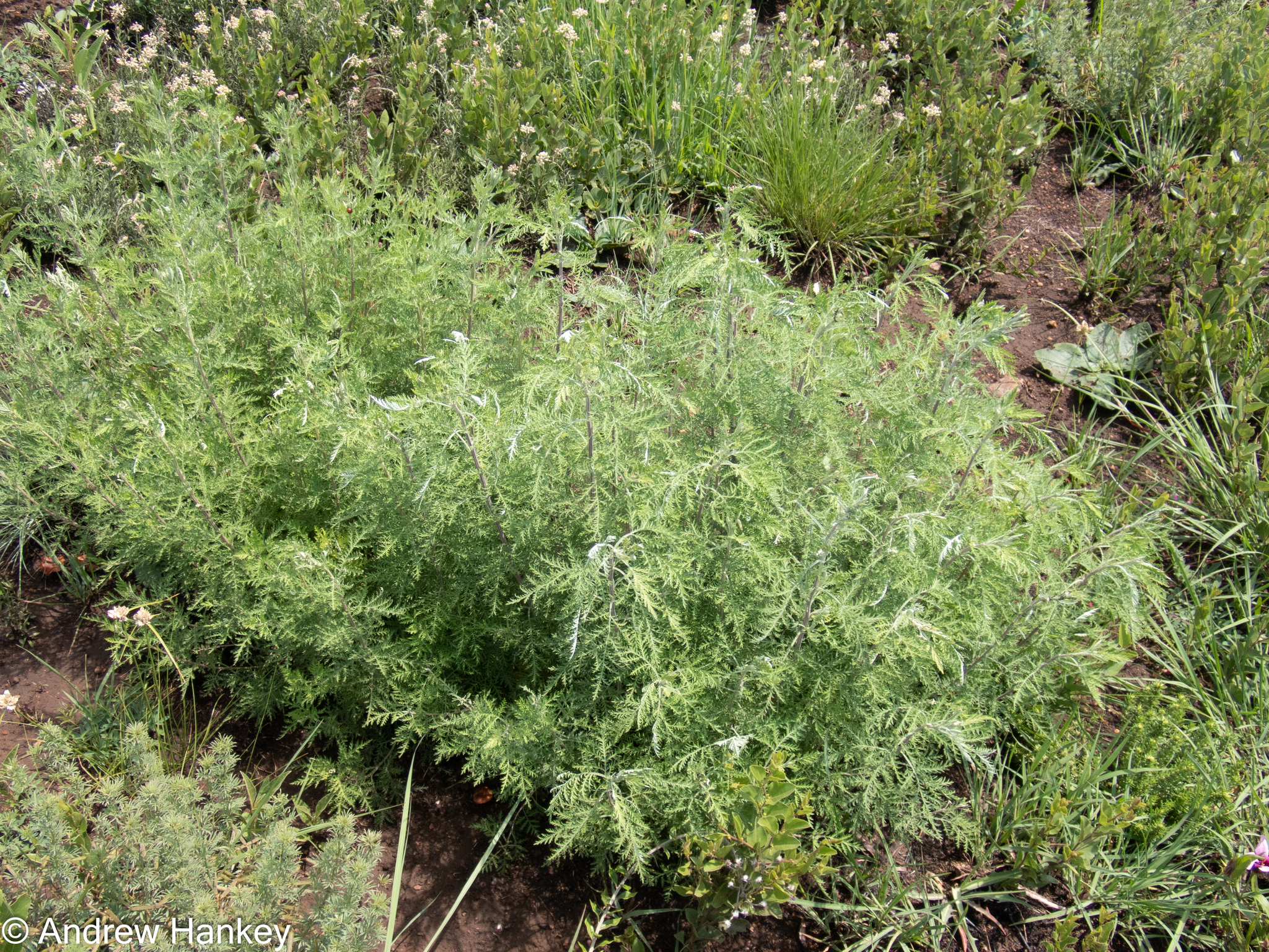 elephant garlic plants for sale Garlic, Elephant main image 1