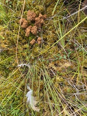 Perdix perdix
