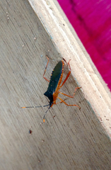 Leptoscelis elongator