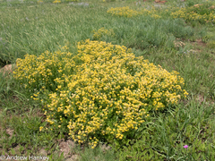Pearsonia cajanifolia