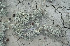 Xanthoparmelia chlorochroa