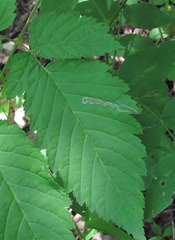 Agromyza spiraeoidearum