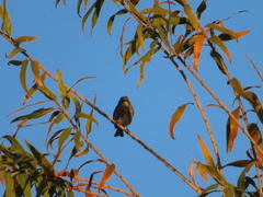 Setophaga coronata